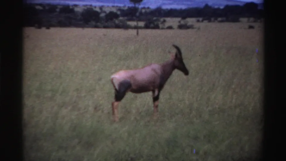 The 1969 Nigeria frame shows the antelope in side profile, standing in savanna grass with distant trees and low hills.