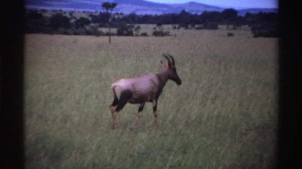 Near the end of the Nigeria 1969 clip, the antelope starts walking away across tall grass under a distant horizon.