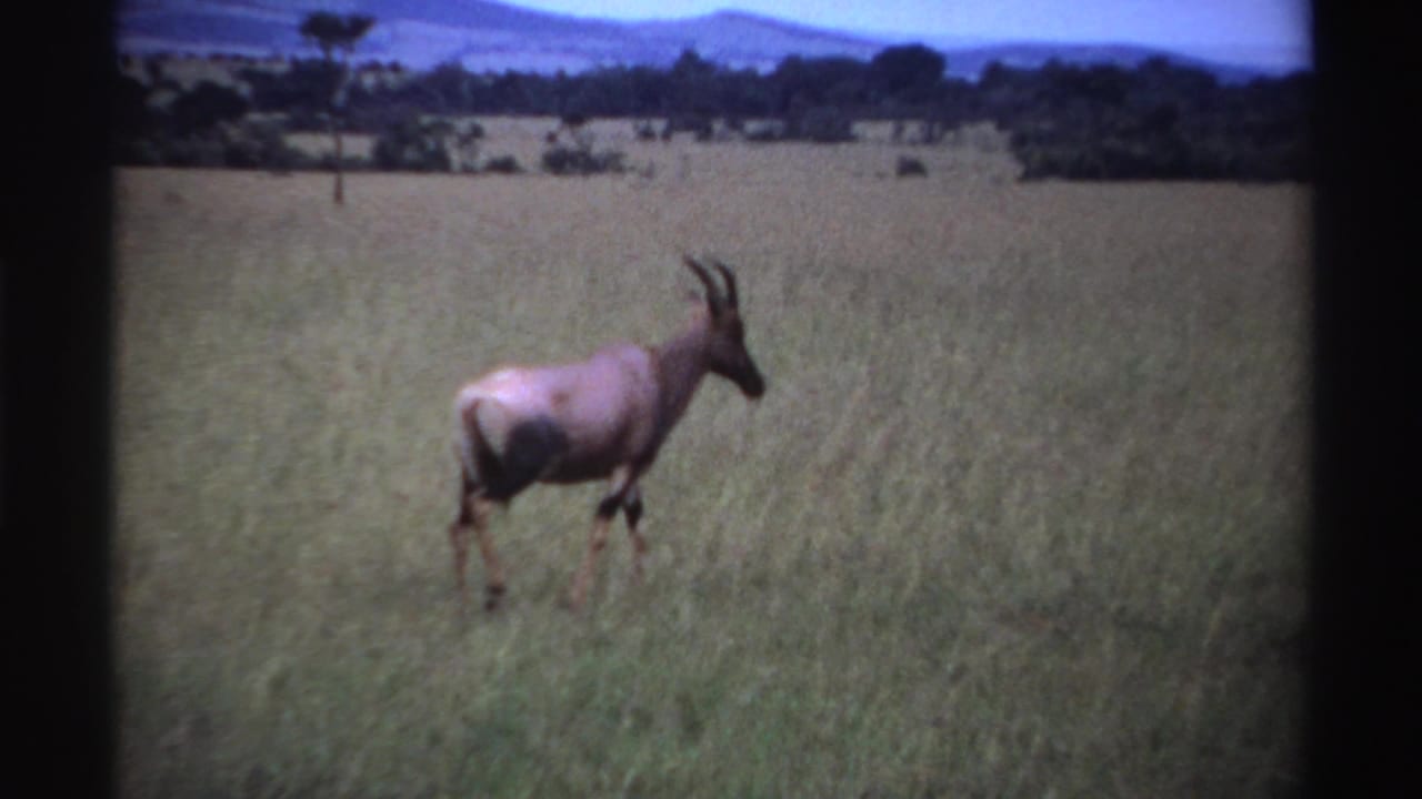Single antelope-like animal standing in tall grass with trees and hills behind it.