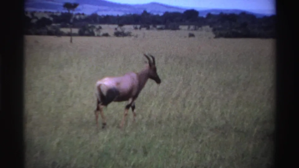 1969 Nigeria 8mm frame showing one antelope-like animal in tall grass, with a tree line and distant hills under a pale sky.