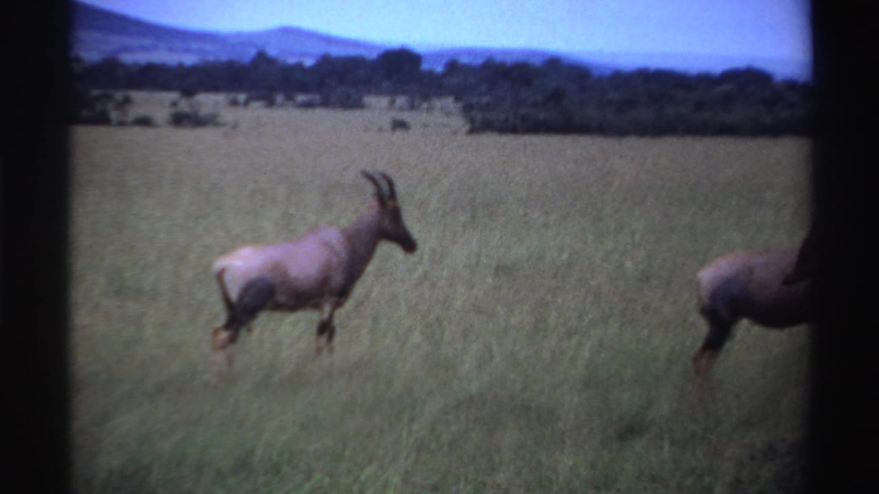 Antelope-like animal walking through grass, with another animal partly visible at the right edge.