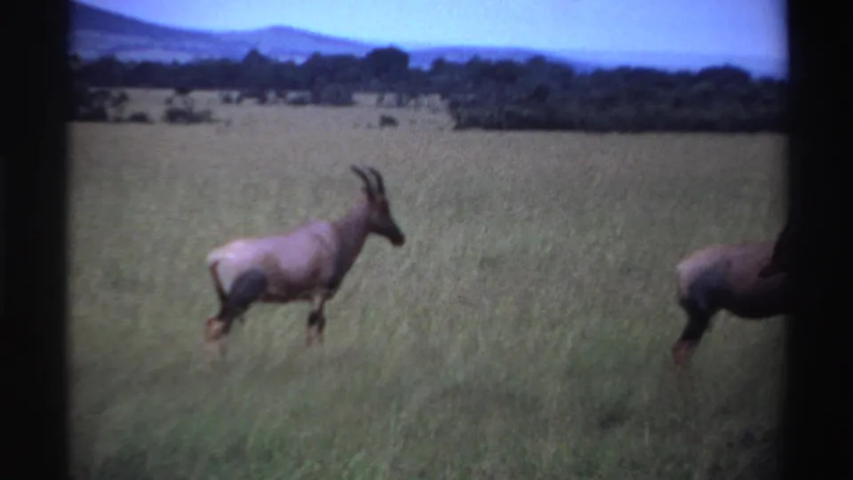 1969 Nigeria 8mm frame showing an antelope-like animal moving across tall grass as another animal enters at the right edge.