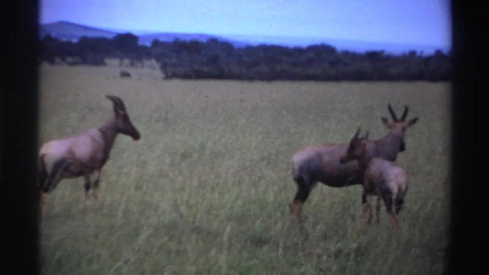1969 Nigeria 8mm frame showing three antelope-like animals gathered in tall grass against a distant tree line.