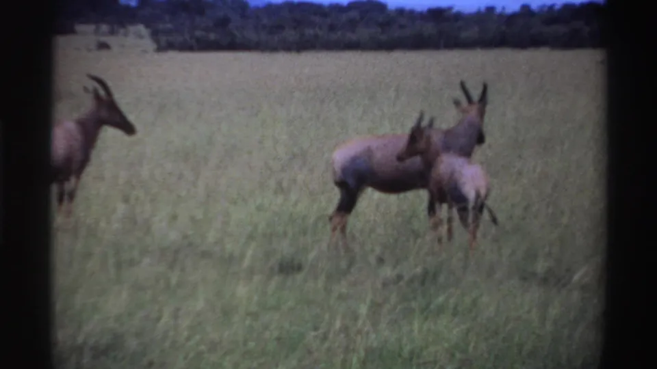 1969 Nigeria 8mm frame showing three antelope-like animals in tall grass, with trees and open landscape beyond.