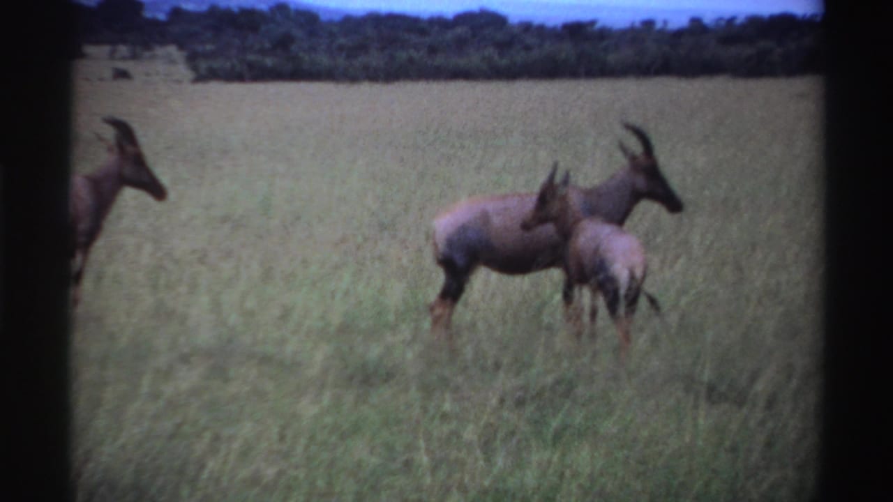 Several horned antelope stand in tall grass with a distant tree line behind them.