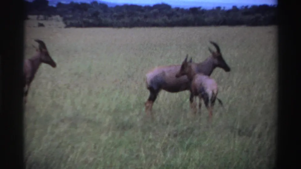 1969 Nigeria 8mm frame showing horned antelope, including a smaller animal, standing alert in open savanna grass.