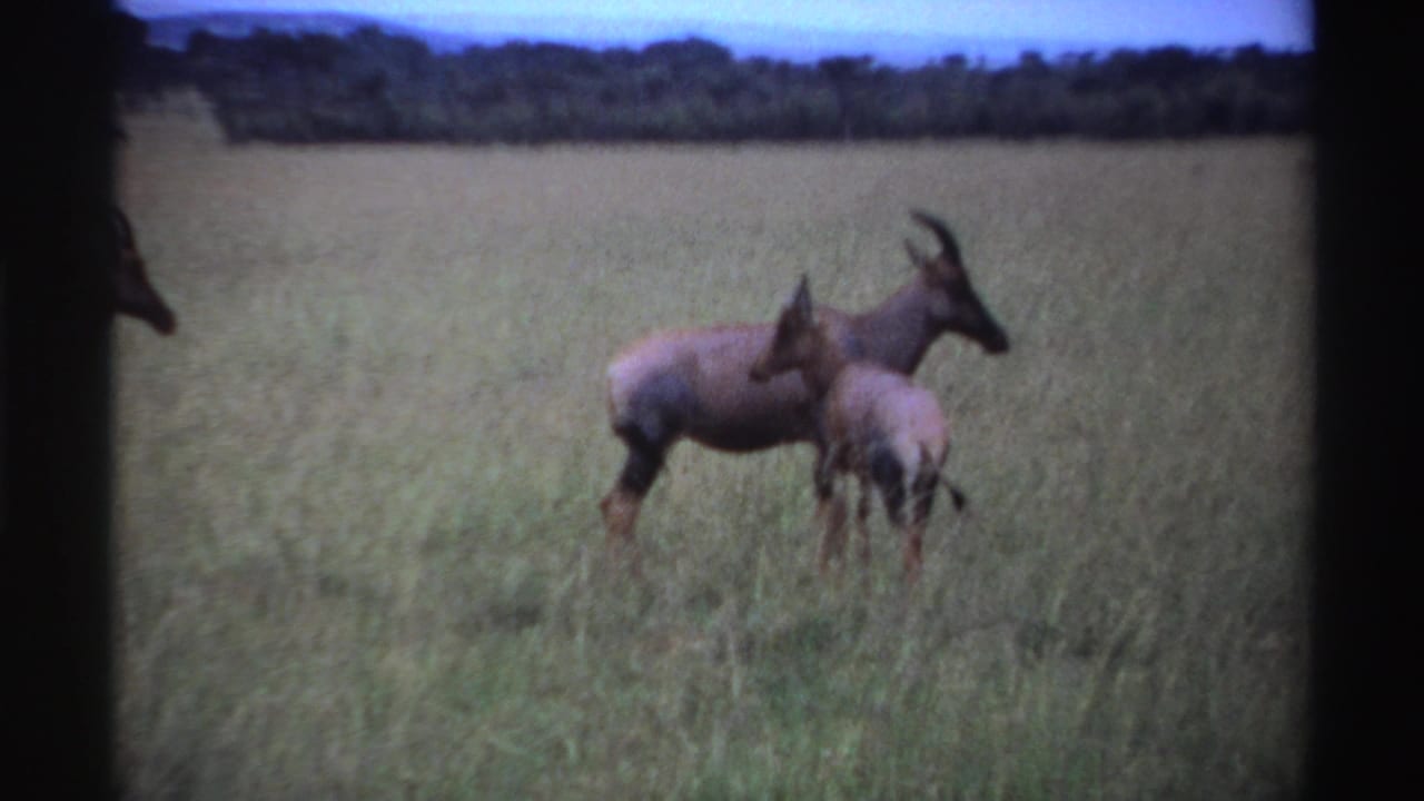 1969 Nigeria 8mm frame with two antelope close together in tall savanna grass, filmed from a distance.