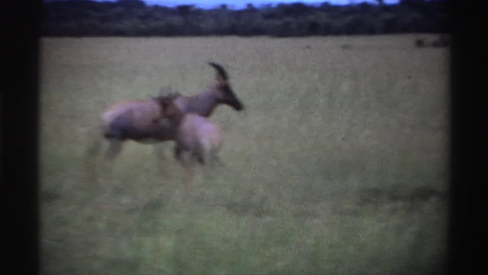 1969 Nigeria 8mm frame showing antelope partly blurred as they move across tall grassland.