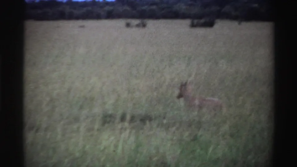 1969 Nigeria 8mm frame with a small antelope partly obscured by tall savanna grass in a wide field.