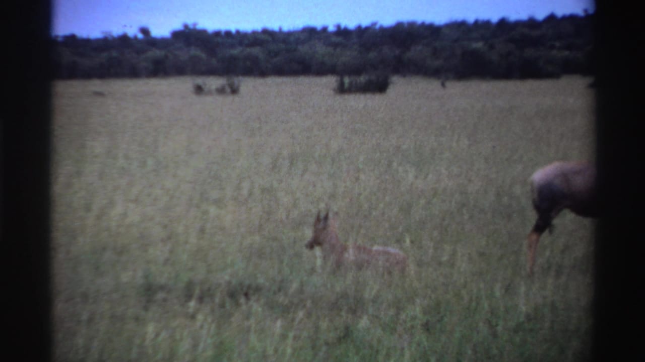 Young antelope and larger horned antelope standing in tall savanna grass.