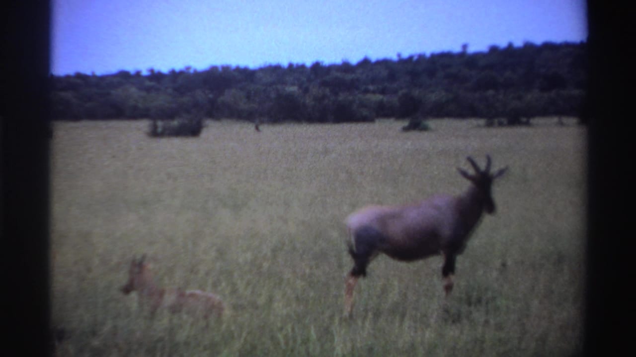 Horned antelope standing near a smaller antelope in open grassland.