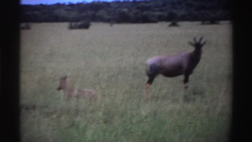1969 Nigeria 8mm frame showing two antelopes in soft-focus grassland with a dark tree line in the distance.