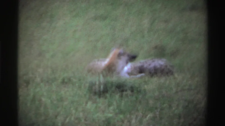 1969 Nigeria 8mm frame showing two hyenas lying in tall green grass, filmed in soft focus from a distance.