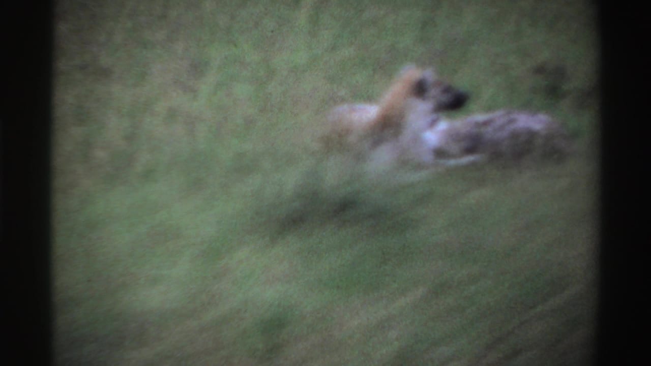 Two hyenas lying in green grass, seen softly through an 8mm frame.