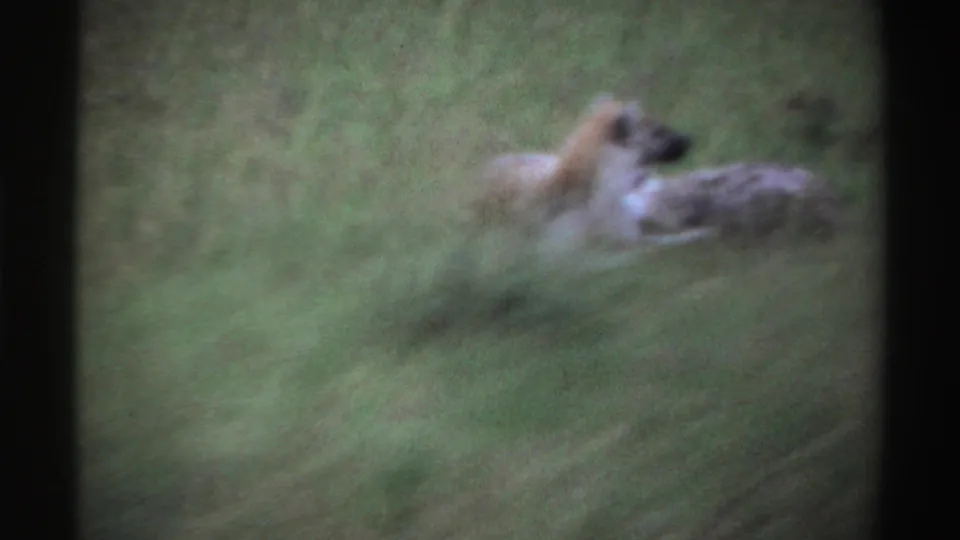 Soft 1969 8mm view from Nigeria showing two hyenas resting together in green grass.