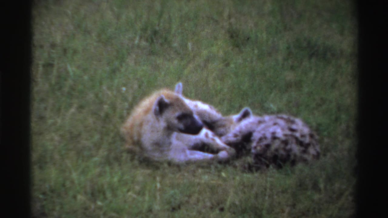 Pair of hyenas resting close together in grass.