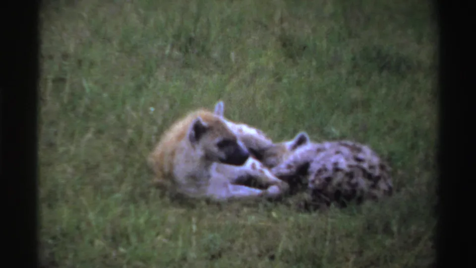 1969 Nigeria home-movie frame with two hyenas lying close together in a grassy field.