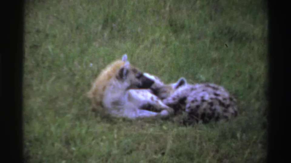 Vintage 8mm frame from Nigeria showing two hyenas lying together, one appearing to nuzzle the other.