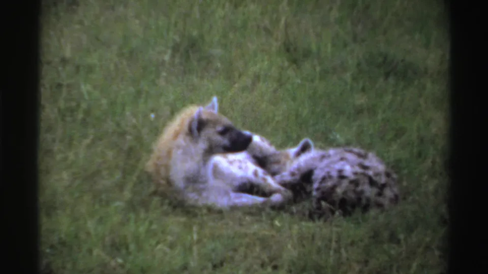 1969 Nigerian 8mm wildlife frame showing two hyenas resting side by side in green grass.