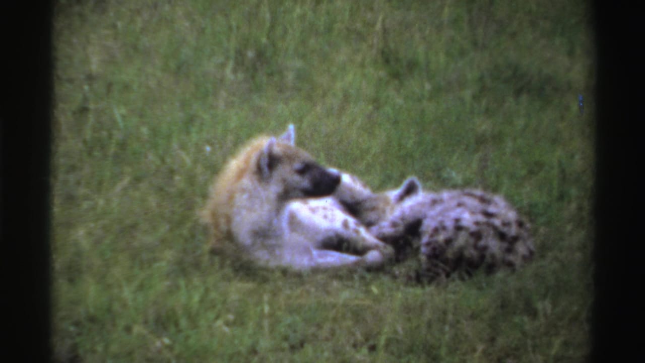 Two hyenas resting together in a grassy field.