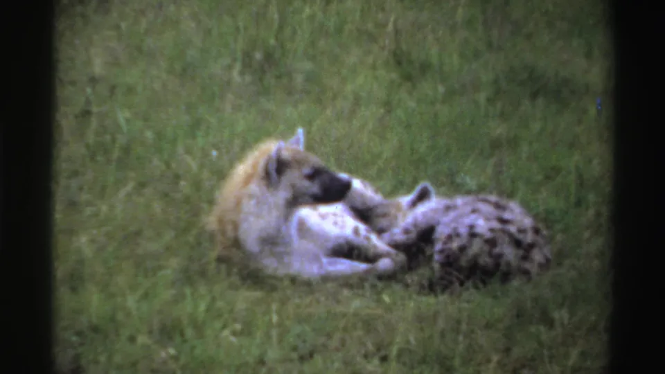 Two hyenas rest close together in a grassy Nigerian field in 1969 8mm home-movie footage.