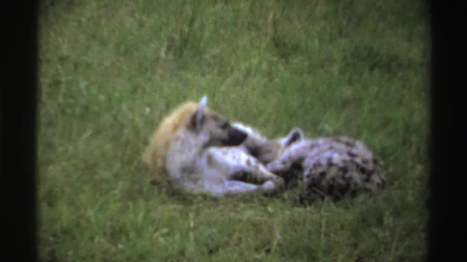 The hyenas continue resting low in the grassy field, seen through soft 8mm focus and muted color.