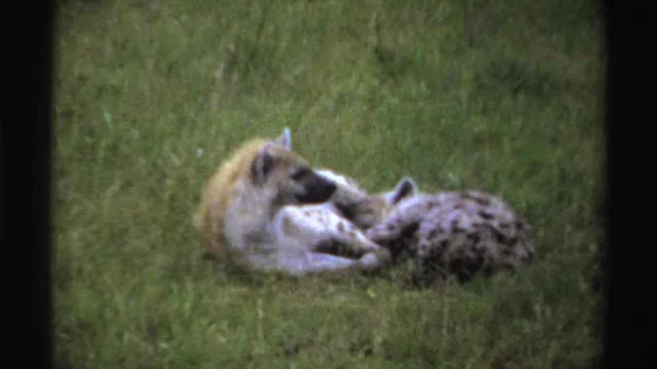 Two hyenas lie together on green grass in the final frame of the short 1969 Nigeria wildlife clip.