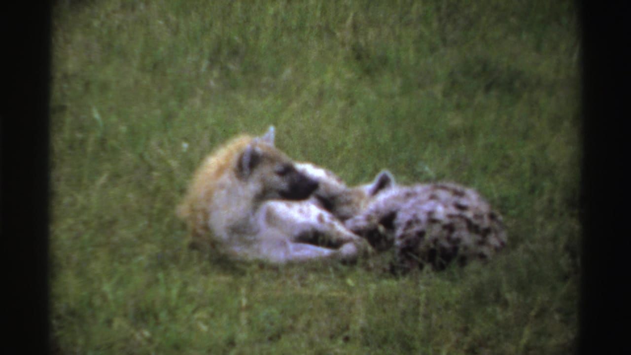 Two hyenas lie close together in grass, one with its head raised.