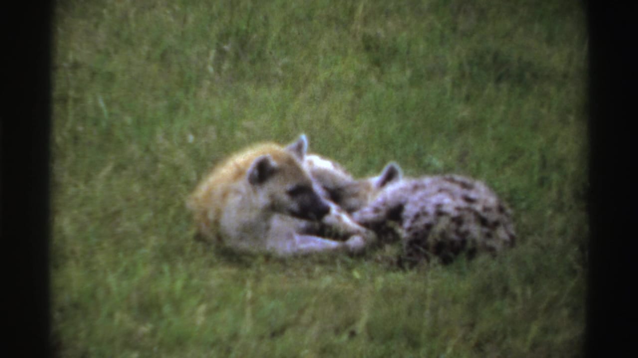 1969 Nigeria 8mm frame of two hyenas lying close together on grass, filmed softly from a distance.
