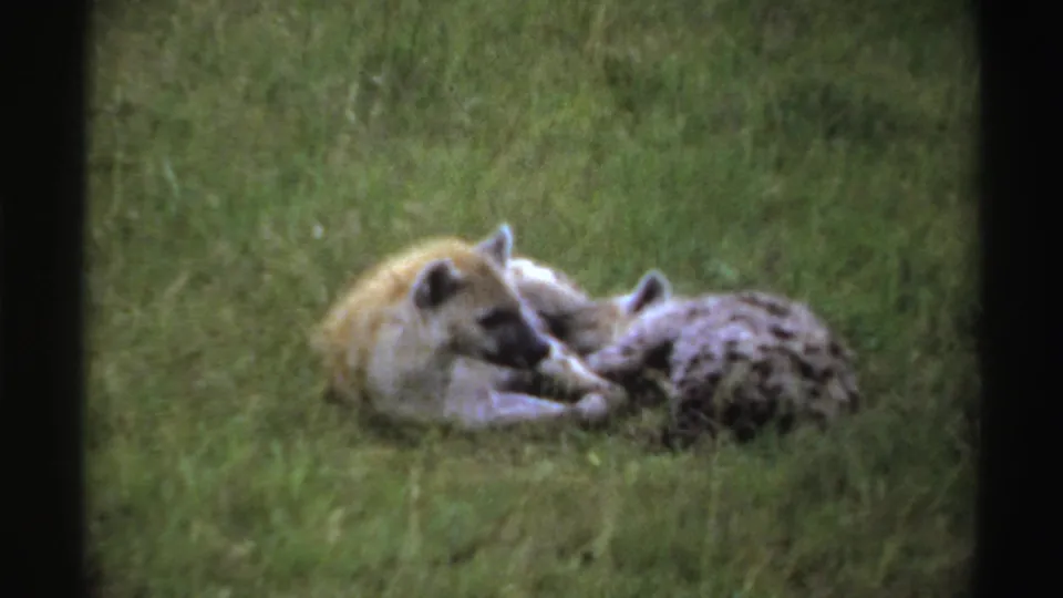 1969 Nigeria 8mm frame of two hyenas lying close together on grass, filmed softly from a distance.