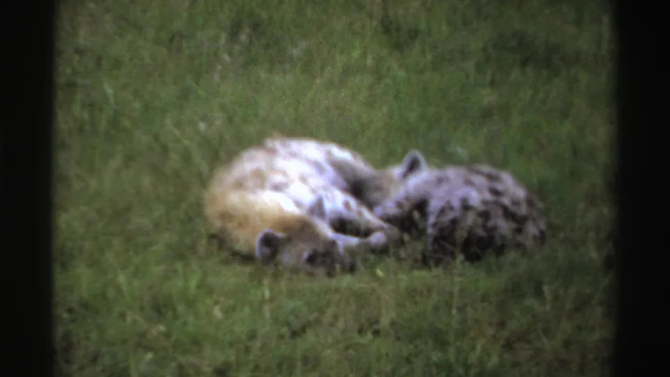 1969 Nigeria 8mm frame showing two spotted hyenas settled low in grass, with soft focus and faded color.