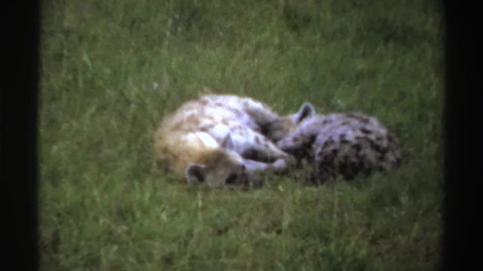 1969 Nigeria 8mm frame of two hyenas resting close together in grass, with visible film grain and soft color.
