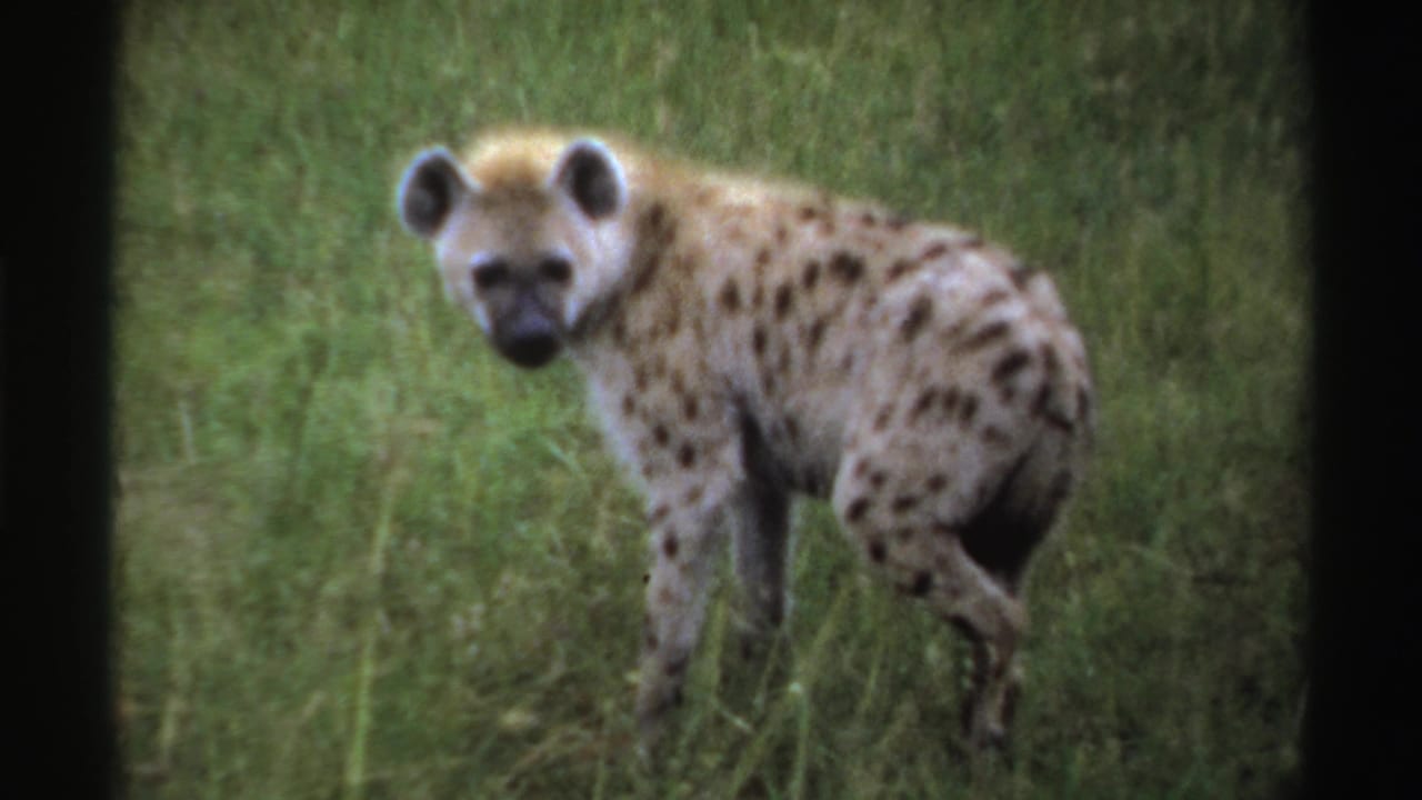 Spotted hyena standing in tall grass and looking toward the camera.