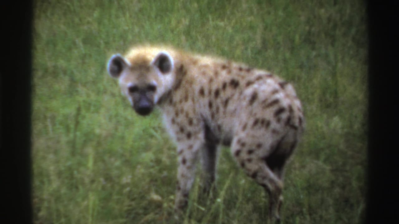 The hyena remains alert in the grassy Nigerian setting, its spotted flank and rounded ears visible in soft 8mm focus.