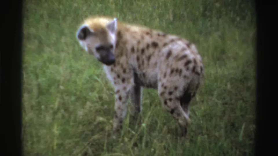 A side view shows the spotted hyena in tall grass, head lowered slightly, with vintage 8mm grain and faded color visible.