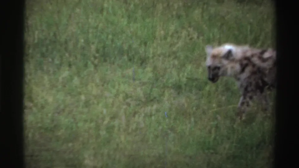 The hyena moves toward the right edge of the 1969 Nigerian grassland frame, leaving mostly tall grass in view.
