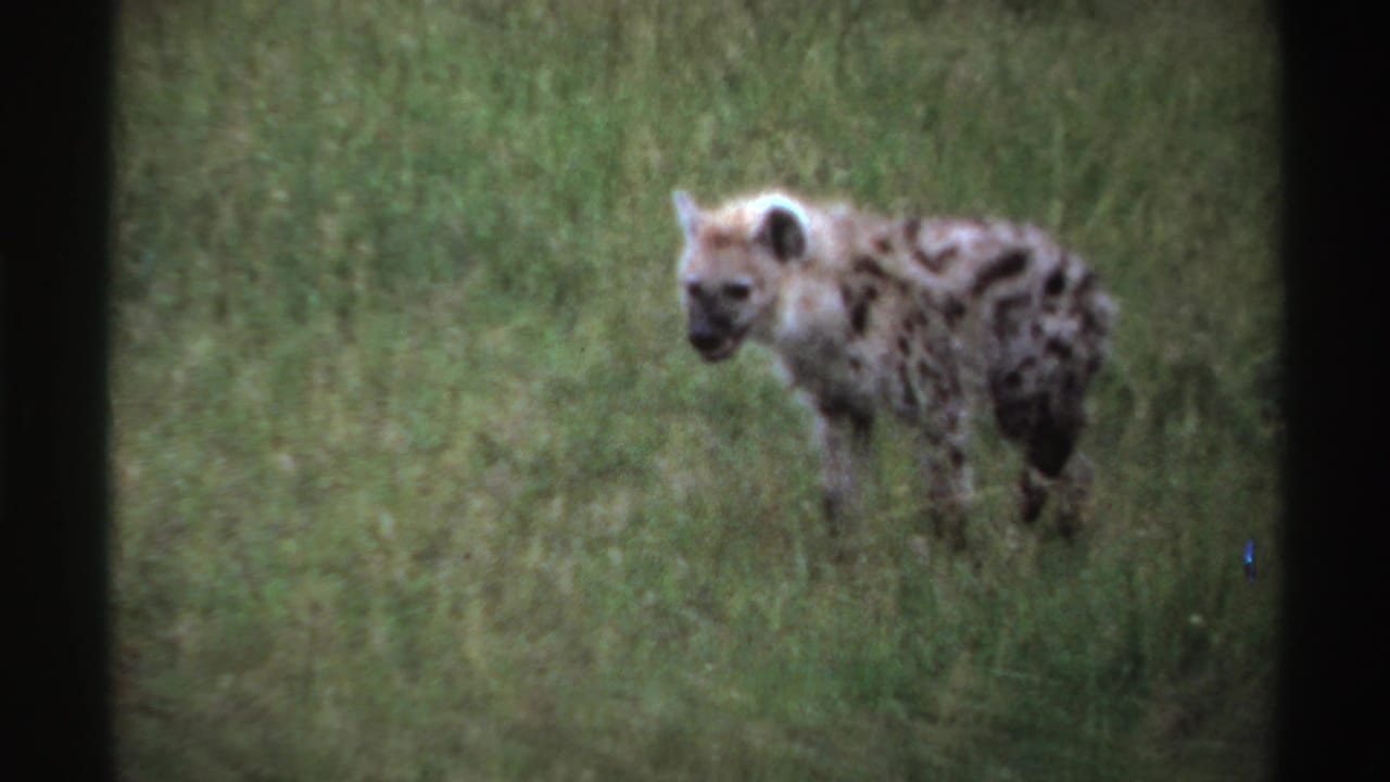 Young spotted hyena walking through tall green grass with dark film-frame edges.