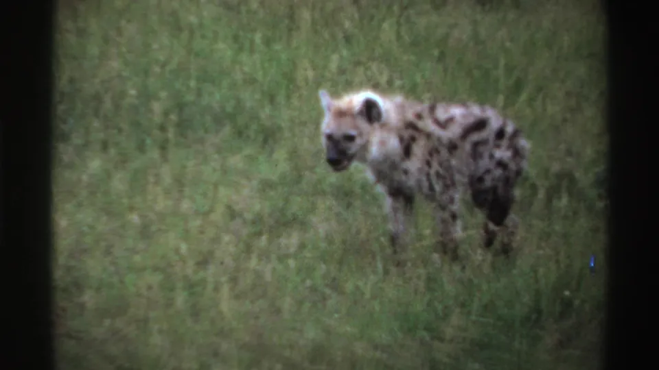 1969 Nigeria-labeled 8mm frame of a young spotted hyena moving through tall grass, seen with soft focus and dark frame borders.