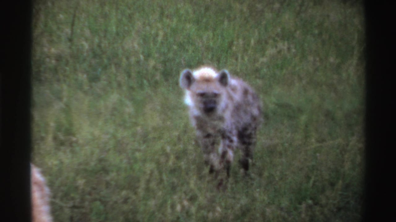 Spotted hyena facing the camera in tall grass, partly framed by dark vertical edges.