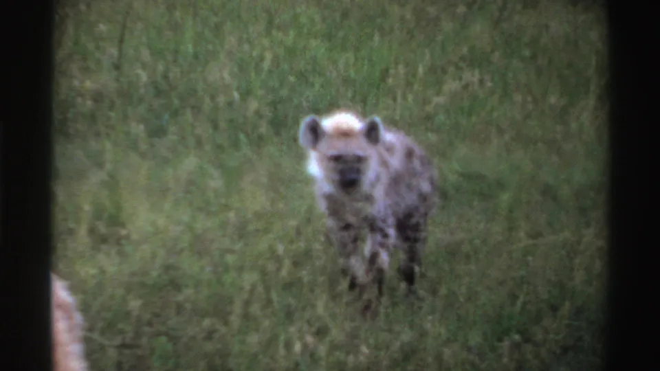1969 Nigeria-labeled 8mm frame of a spotted hyena facing toward the camera from tall green grass, with dark vertical frame edges.