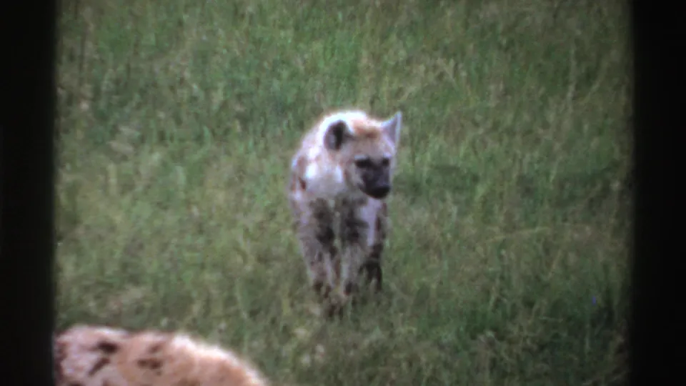 1969 Nigeria-labeled 8mm frame of a hyena moving forward through tall grass, with a blurred animal shape low in the foreground.
