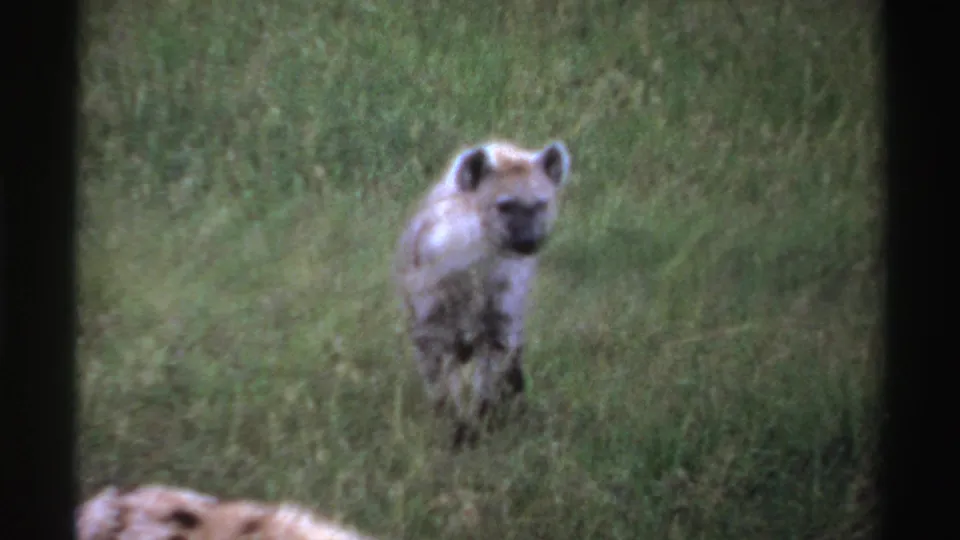 1969 Nigeria-labeled 8mm frame of a hyena in tall grass, with a blurred spotted animal shape partly visible at the bottom edge.
