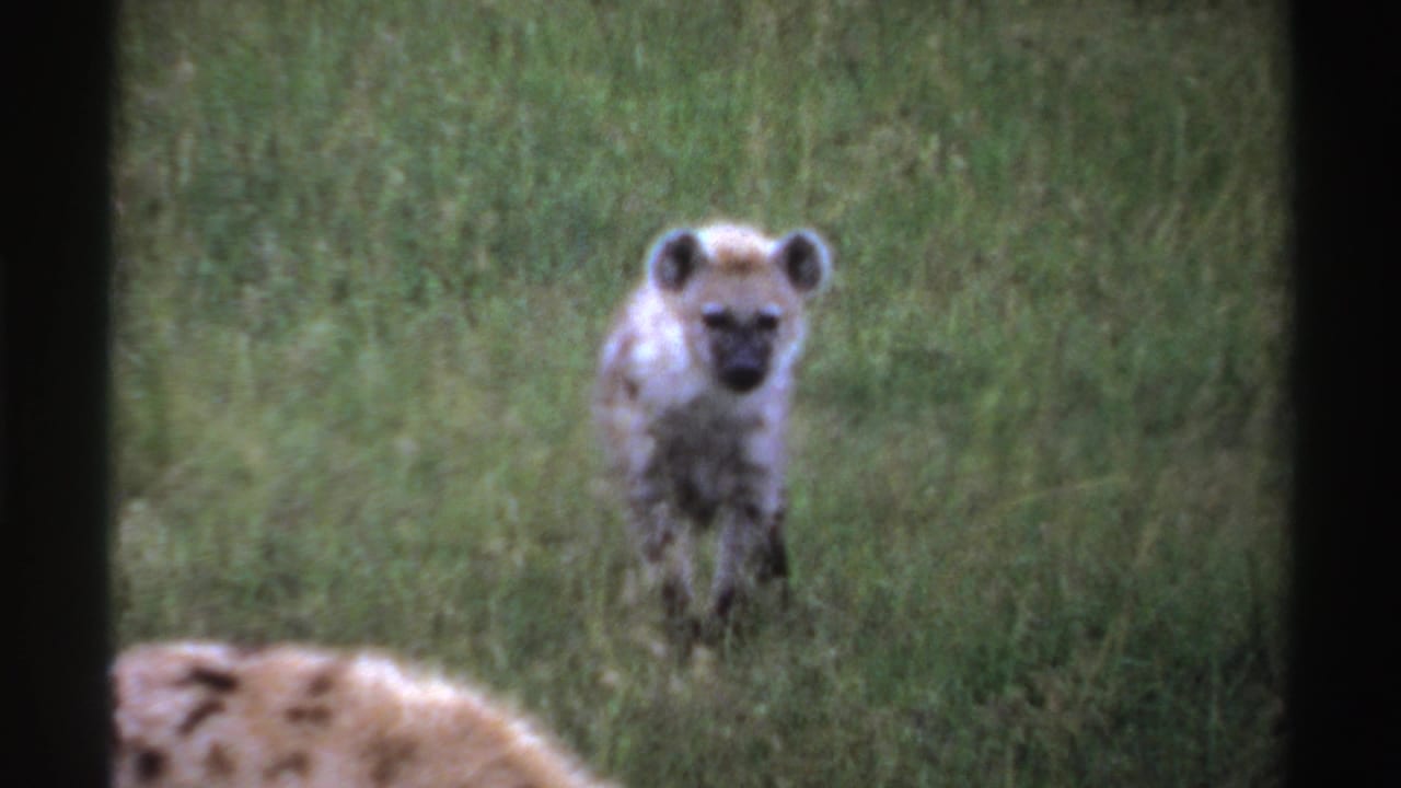 Young spotted hyena standing in tall grass with another hyena partly visible at the edge.