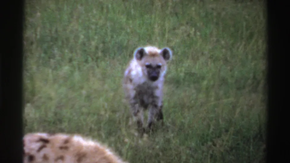 Nigeria 1969 8mm frame showing a young spotted hyena facing the camera in tall green grass, with another animal partly cropped at left.