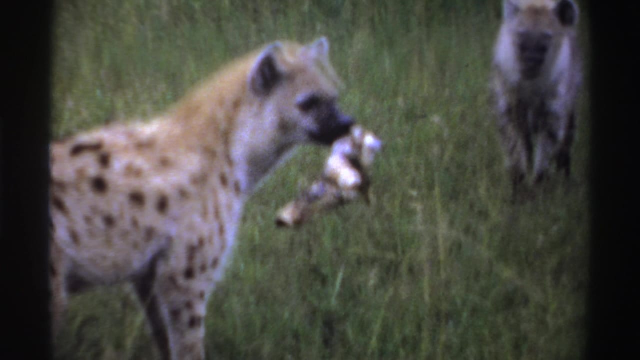 Spotted hyena carrying a bone through grass while another hyena stands nearby.