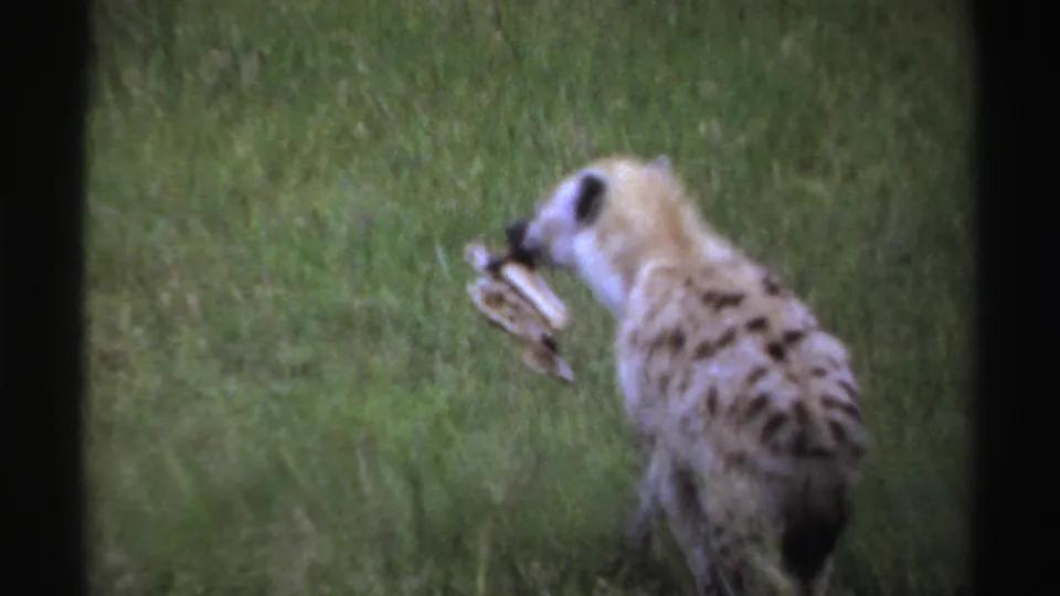 Nigeria 1969 8mm frame showing a spotted hyena in side view carrying a bone or carcass fragment through green grass.
