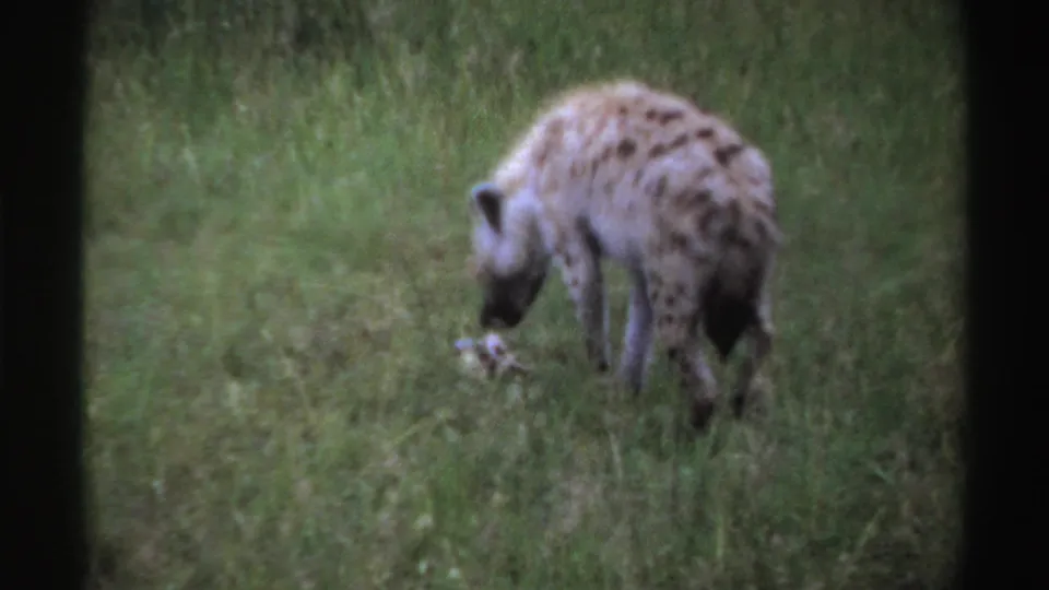 Nigeria 1969 8mm frame showing a spotted hyena lowering its head toward a bone or carcass fragment in the grass.