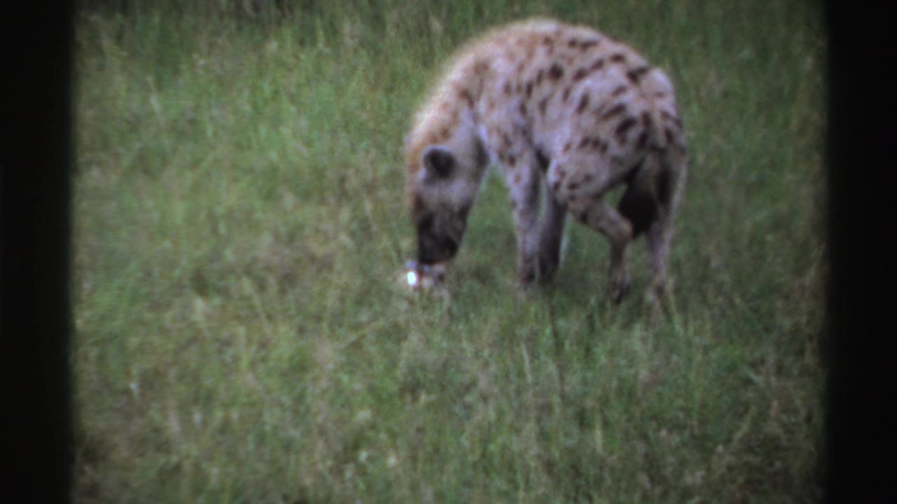 Spotted hyena lowers its head to sniff grass near a small pale object.