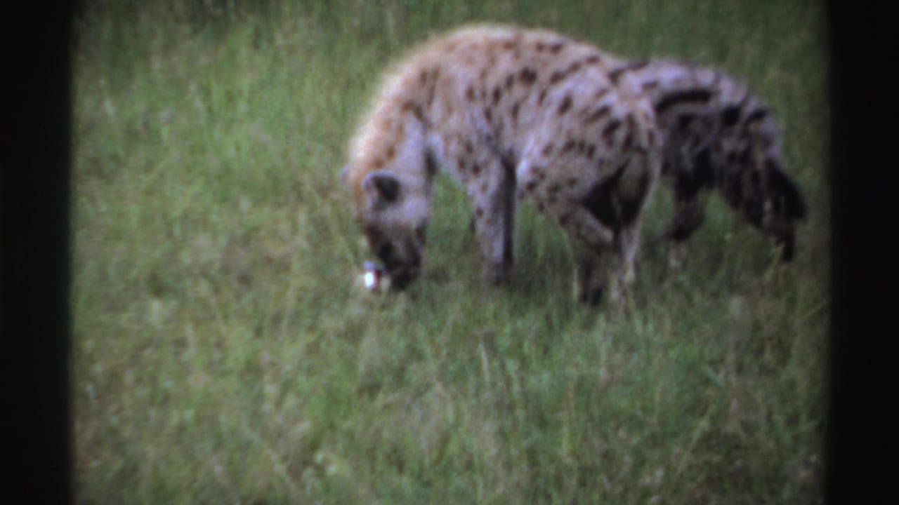 Two spotted hyenas stand in grass, one sniffing near a pale object.