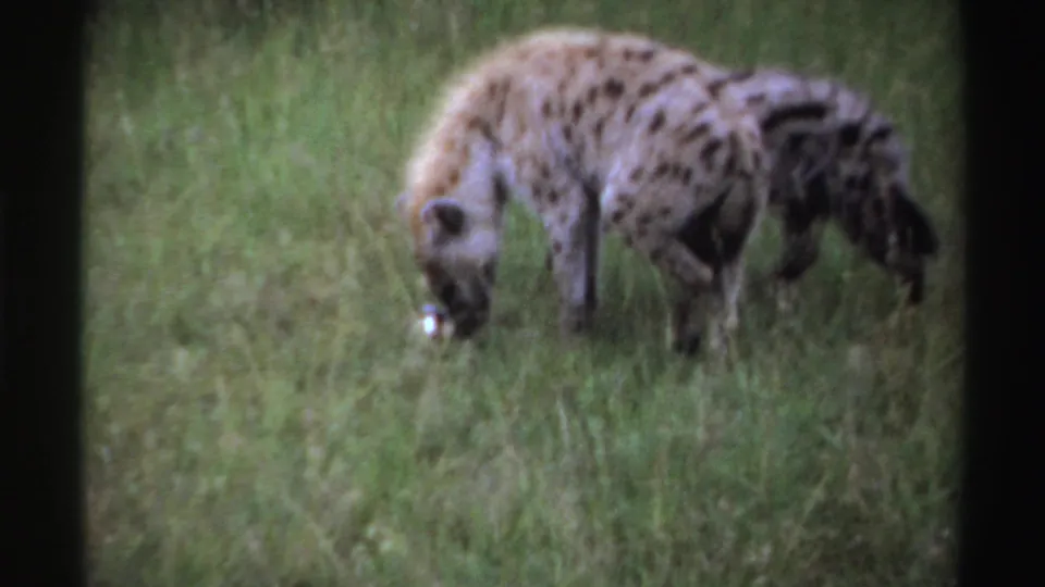 In supplied Nigeria 1969 8mm footage, two spotted hyenas share the frame while one noses the grass near a small pale object.